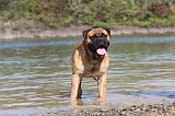 BULLMASTIFF 082